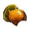 Burmese Grape