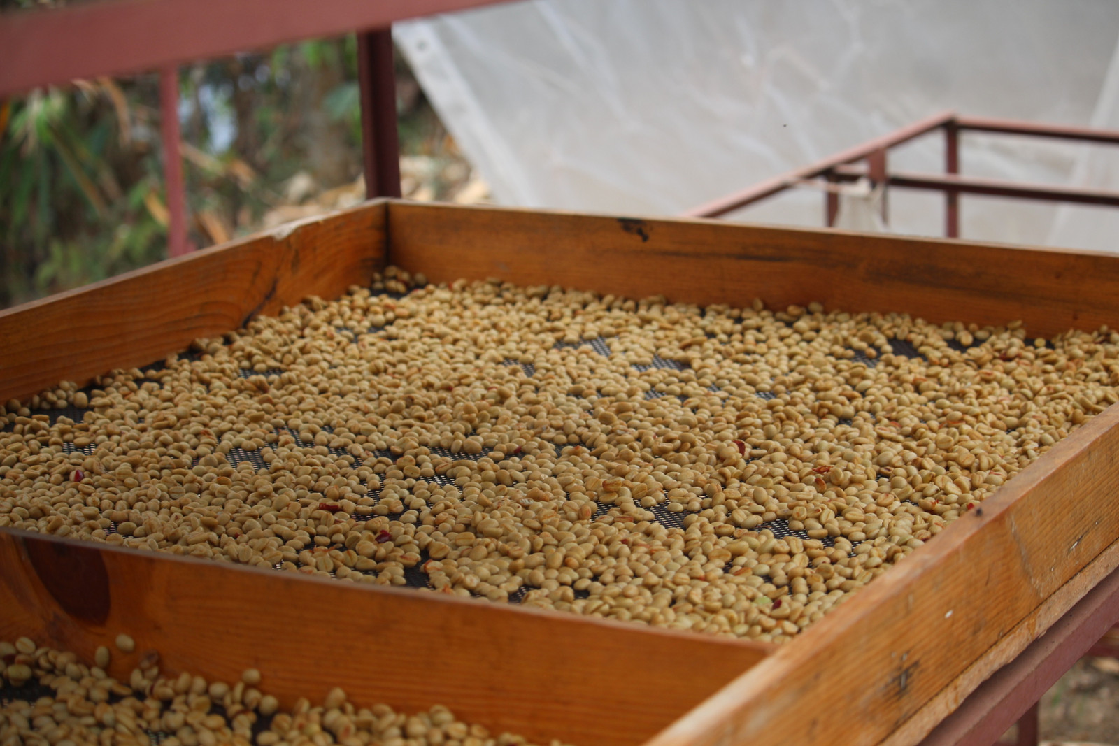 Sharing Seeds cover