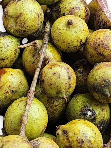 Burmese Grape