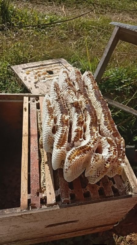 Forest Honey