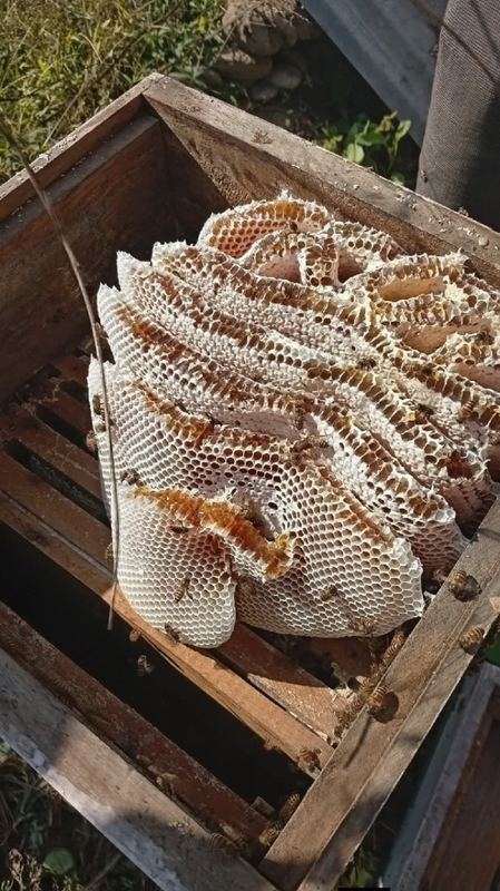Forest Honey