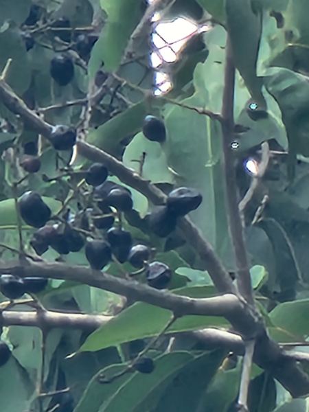 Java Plum