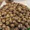 PROTEIN LADDU
