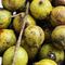 Burmese Grape