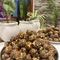 PROTEIN LADDU